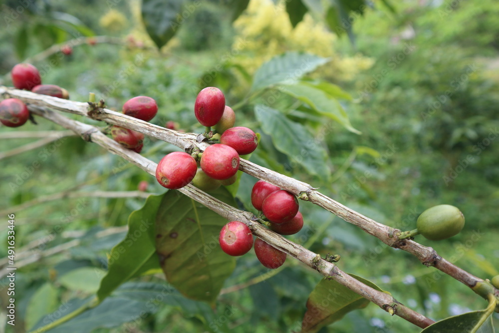 fresh and mature fruit of coffee design for growth concept fresh and mature fruit of coffee design for growth concept