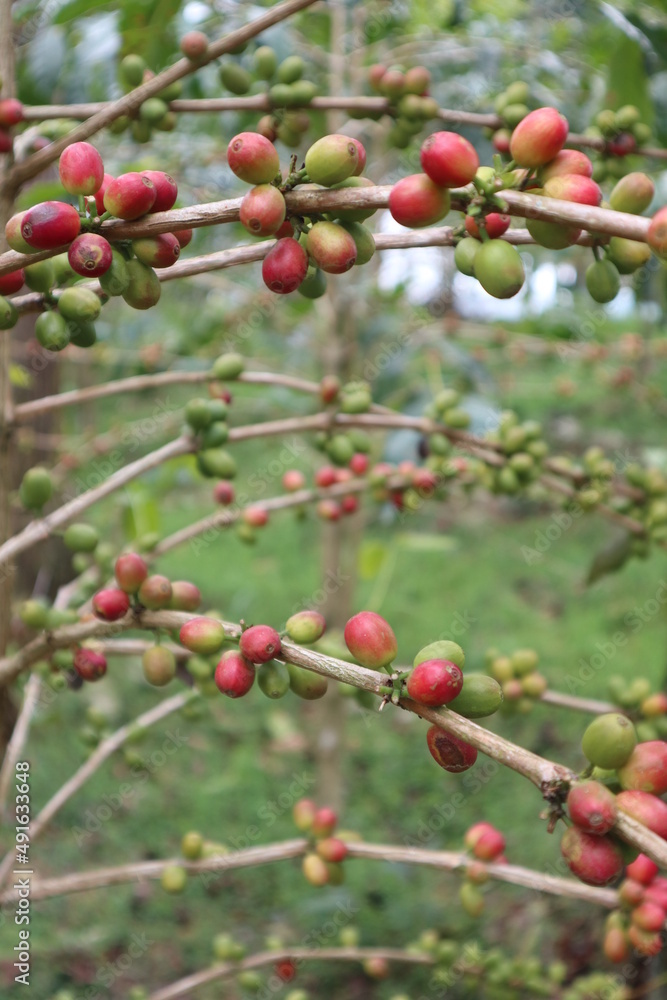 fresh and mature fruit of coffee design for growth concept fresh and mature fruit of coffee design for growth concept