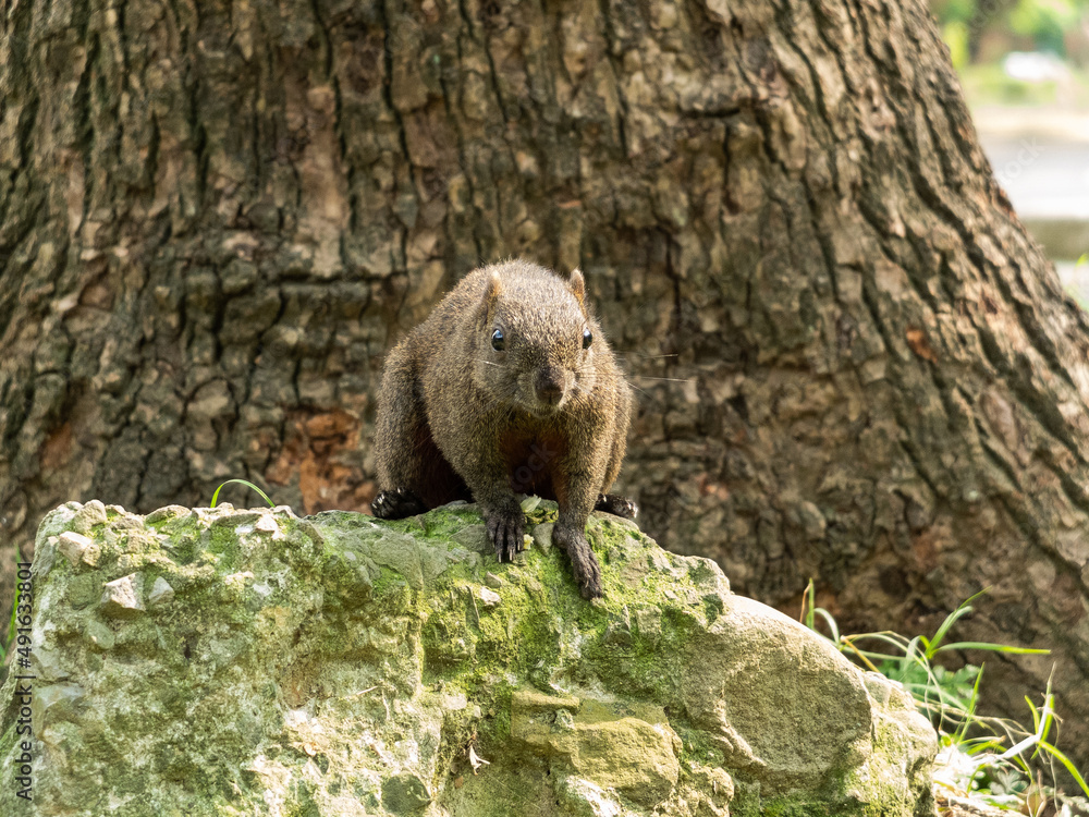 squirrel eating peel