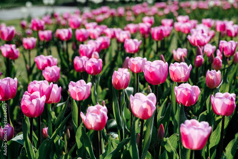 Colorful flower bed with pink tulips