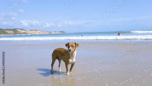 Funny dog ​​on the beach.