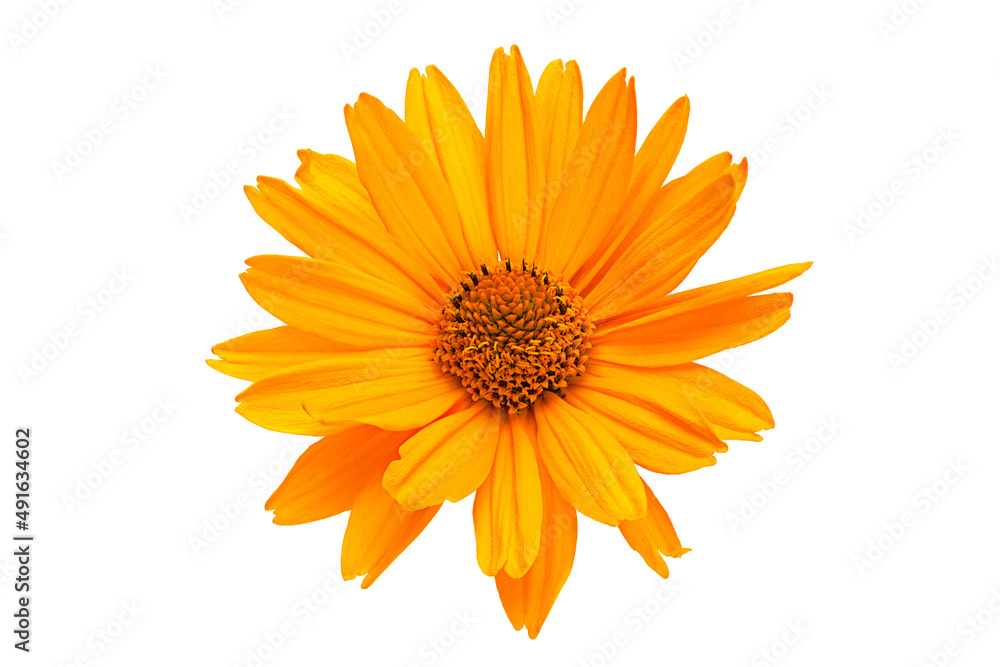 Yellow daisy flower