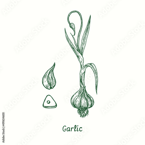 Garlic colection.  Ink black and white doodle drawing in woodcut style