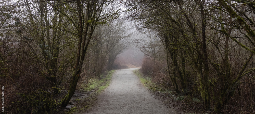 Path in the Canadian rain forest with green trees. Early morning fog in winter season. Tynehead Park in Surrey, Vancouver, British Columbia, Canada. Path in the Canadian rain forest with green trees. Early morning fog in winter season. Tynehead Park in Surrey, Vancouver, British Columbia, Canada.