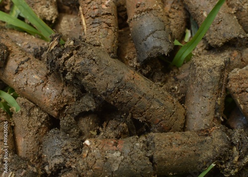 Close up of cores in the grass after lawn core aeration with aerator