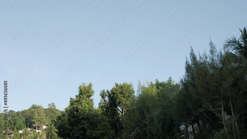 view of group of green tree with sunshine over clear blue sky view of group of green tree with sunshine over clear blue sky