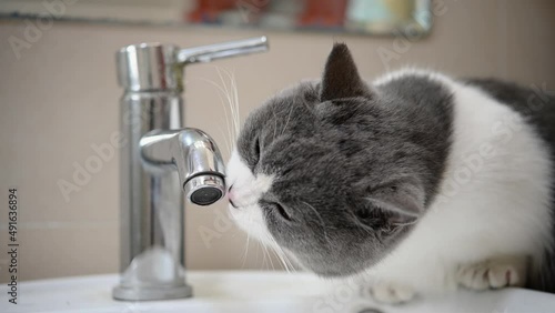 a british short hair cat drinking from a water tap
