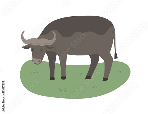 African buffalo with horns. Wild bovine animal standing on grass. Tropical black bull grazing. Africa inhabitant. Flat vector illustration isolated on white background