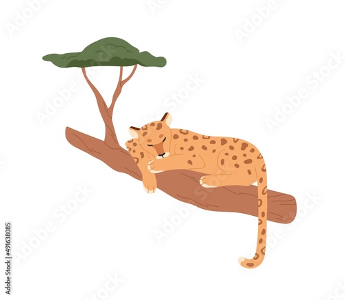 Leopard relaxing on branch. Wild African feline sleeping in jungle. Tropical spotted mammal. Africa inhabitant. Exotic carnivore lying, resting. Flat vector illustration isolated on white background