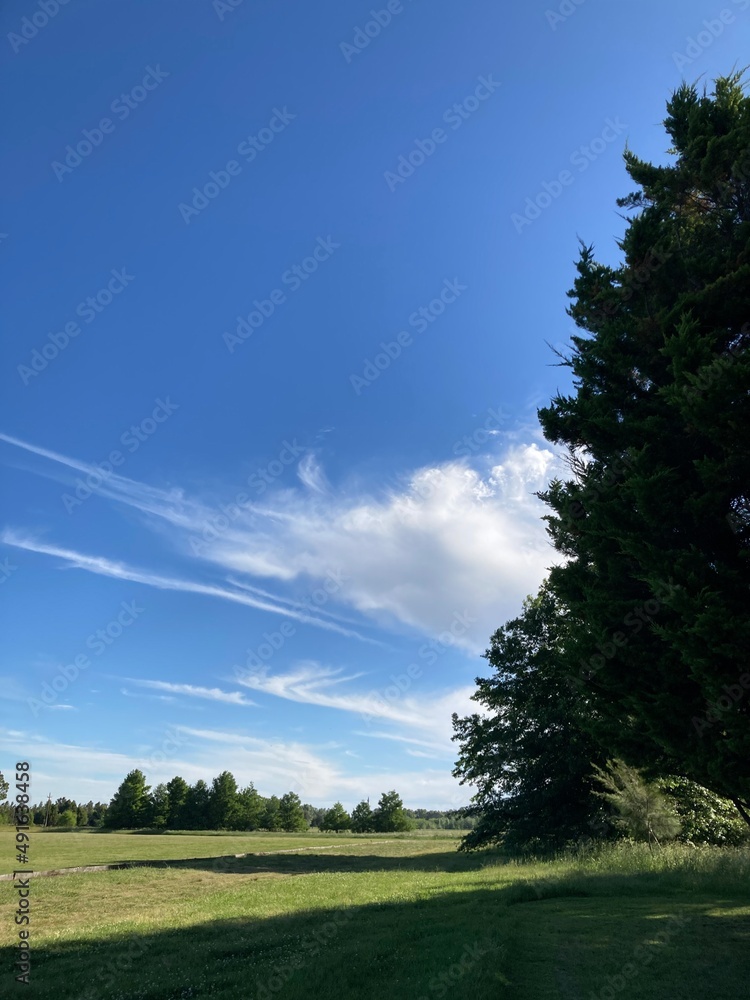 Fototapeta premium field and blue sky