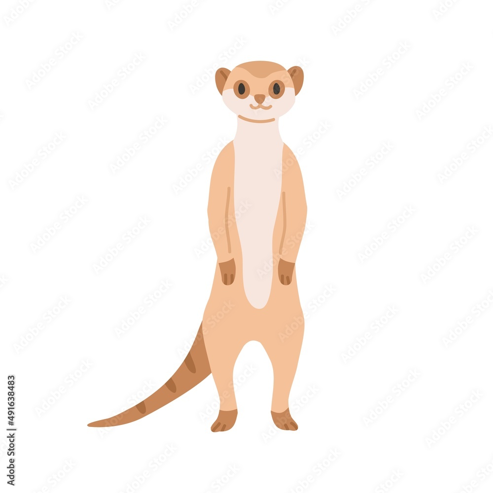 Obraz premium Meerkat from African savanna. Cute smiling suricate. Wild exotic small Suricata suricatta. Tropical habitant standing on hind legs. Flat vector illustration isolated on white background
