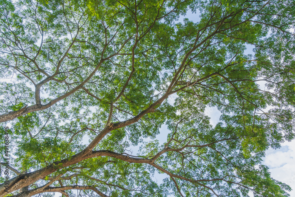 Fototapeta premium The beauty of the trees seen from below