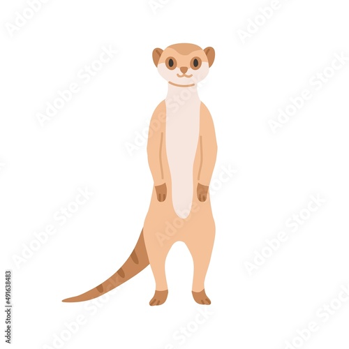 Meerkat from African savanna. Cute smiling suricate. Wild exotic small Surica...