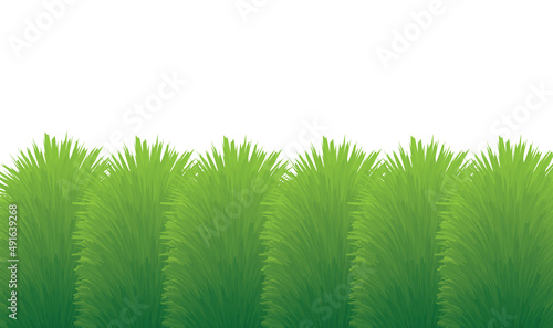 green decorative grass, hedge against white backround  - vector illustration