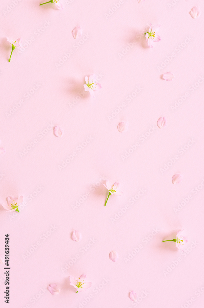 Cherry blossoms on pink background.  ピンク背景上の桜の花