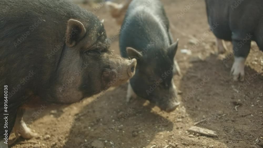 Slow motion fat pig and piglets feeding with farmer boots Slow motion fat pig and piglets feeding with farmer boots