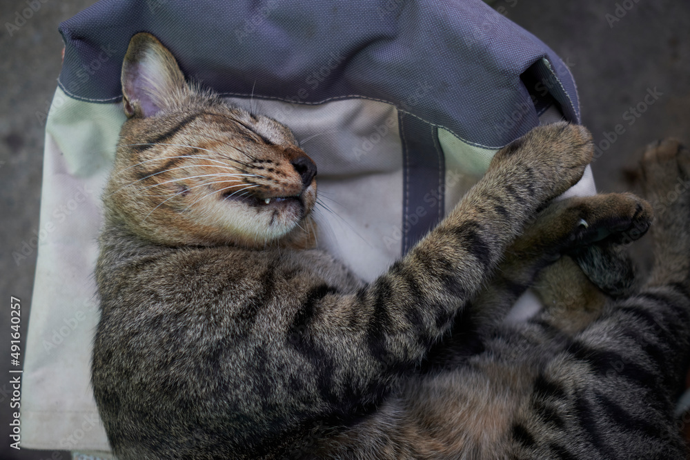 cat with a cat cat with a cat