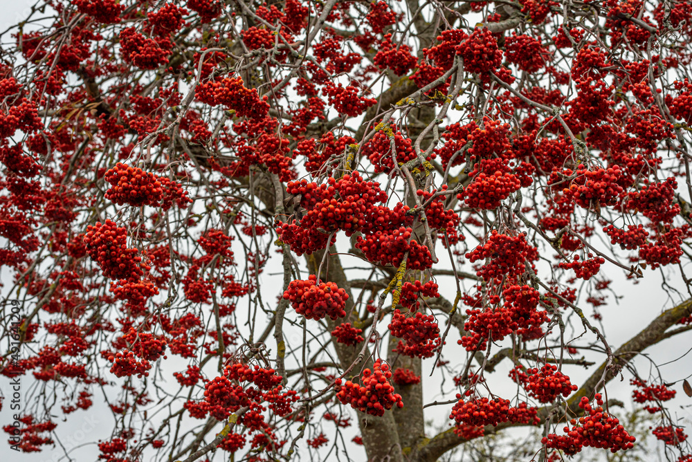 bunches of rowanberries hanging in a large tree