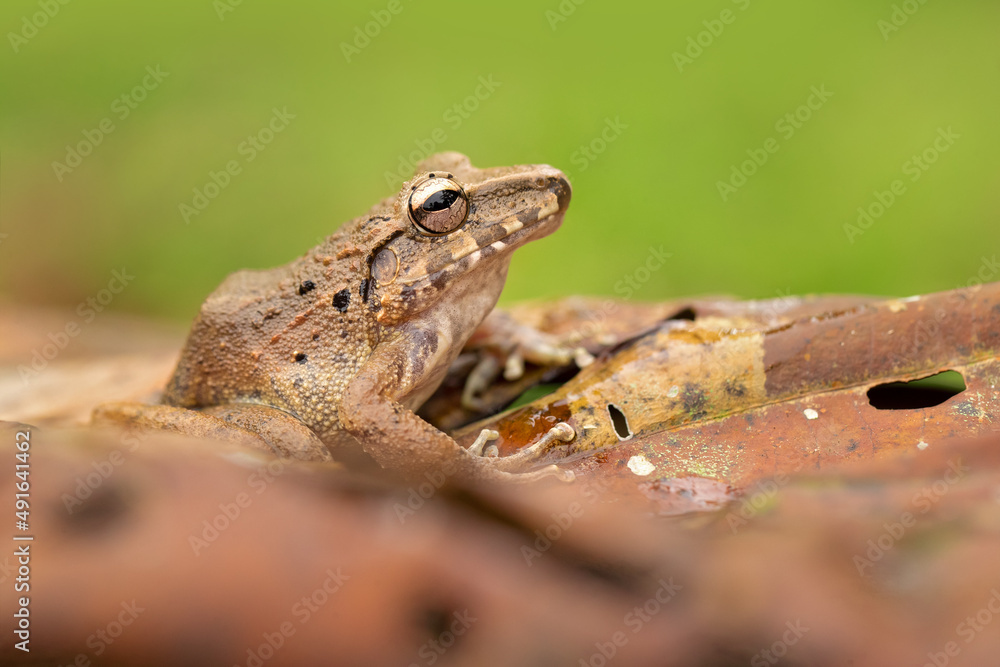 Craugastor fitzingeri is a species of frog in the family Craugastoridae. It is found in northwestern Colombia, Panama, Costa Rica, eastern Nicaragua, and northeastern Honduras. Craugastor fitzingeri is a species of frog in the family Craugastoridae. It is found in northwestern Colombia, Panama, Costa Rica, eastern Nicaragua, and northeastern Honduras.