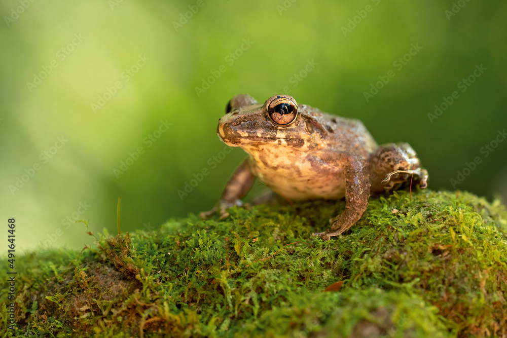 Obraz premium Craugastor fitzingeri is a species of frog in the family Craugastoridae. It is found in northwestern Colombia, Panama, Costa Rica, eastern Nicaragua, and northeastern Honduras.