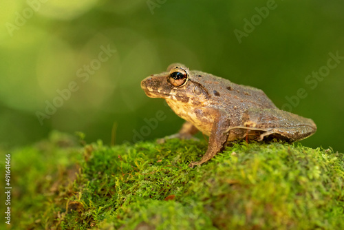 Craugastor fitzingeri is a species of frog in the family Craugastoridae. It is found in northwestern Colombia, Panama, Costa Rica, eastern Nicaragua, and northeastern Honduras.