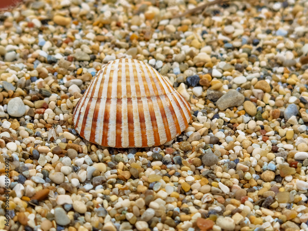 shell shells isolated form the sea background