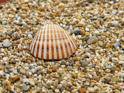 shell shells isolated form the sea background © sea and sun