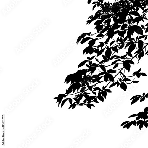 樹木・植物の枝と葉っぱのシルエット　ラスター素材 photo
