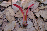 Gurjan, Keruing, Yang Naa seed on dry leaf background, scientific name Dipterocarpus alatus Roxb