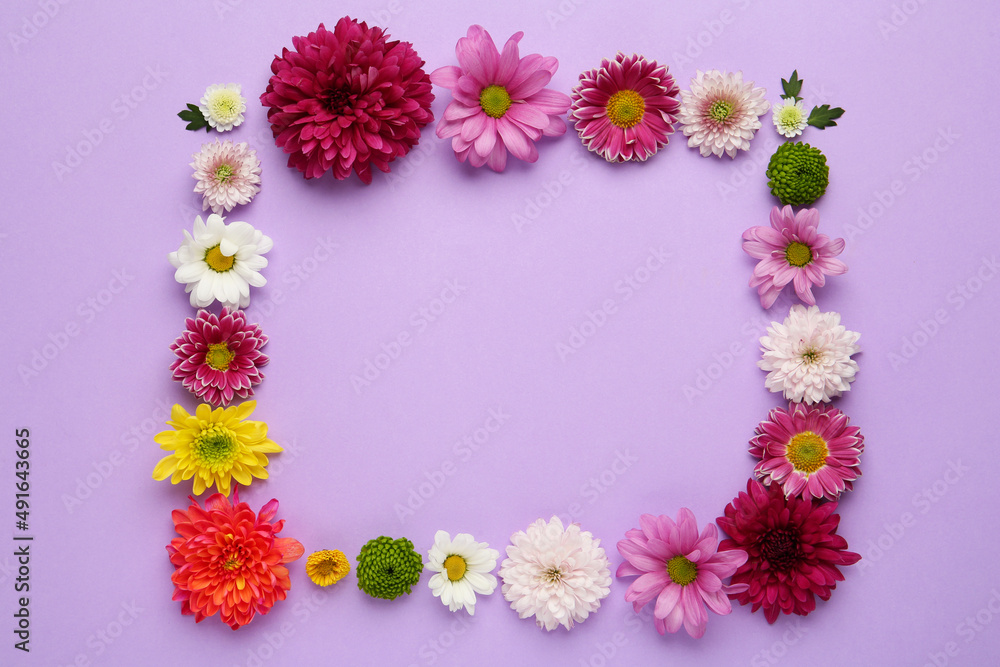 Fototapeta premium Frame made of beautiful chrysanthemum flowers on violet background, flat lay. Space for text