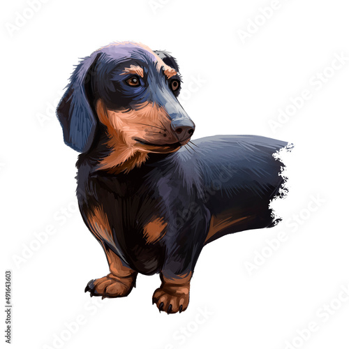 Dachshund, Weenie Dog, Teckel, badger dog digital art illustration isolated on white background. German origin scenthound dog. Cute pet hand drawn portrait. Graphic clip art design for web, print.