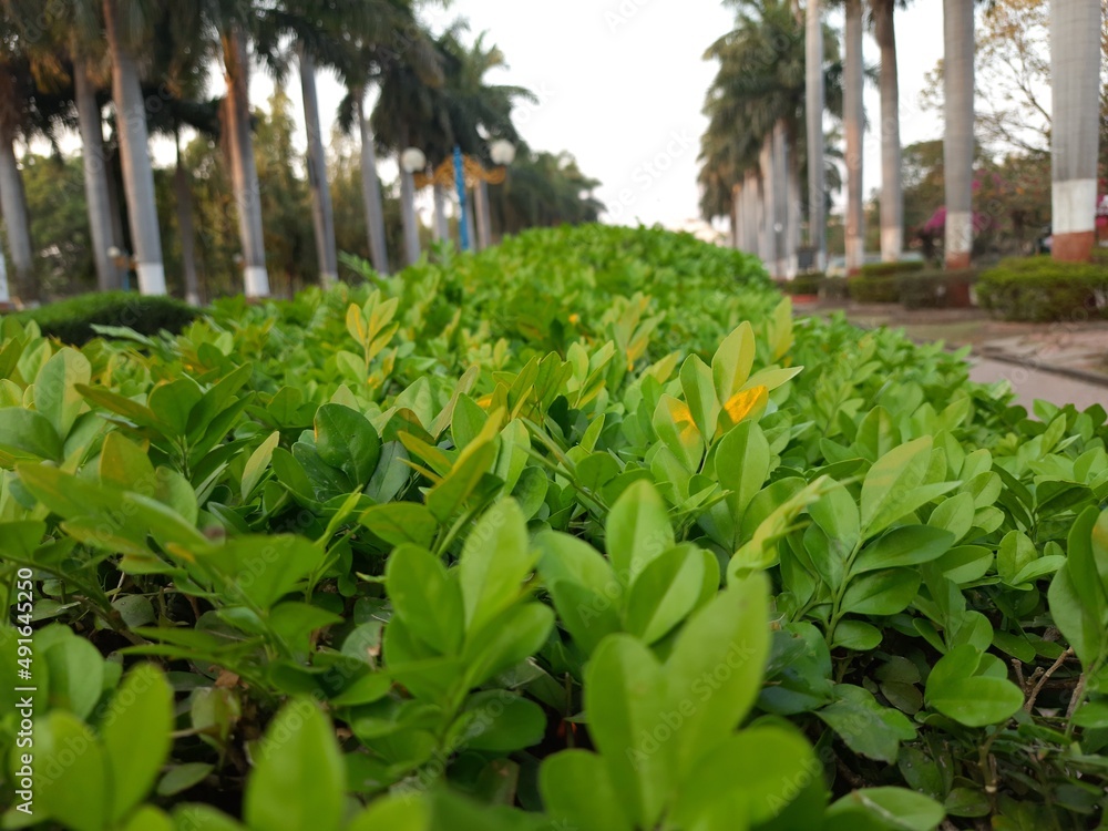 Obraz premium garden with trees