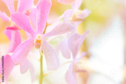 beautiful orchid flower background