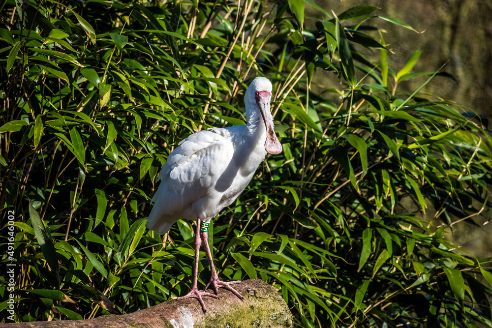 Fototapeta premium Spoonbill (Platalea leucorodia).