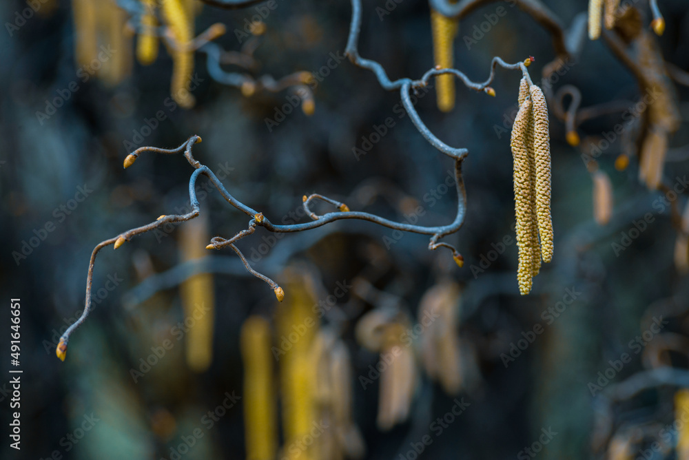 Naklejka premium Corylus americana- the American hazelnut[1] or American hazel,[2] is a species of deciduous shrub in the genus Corylus, Catkins hanging on a tree branch in early spring, Corylus Avellana Contorta 