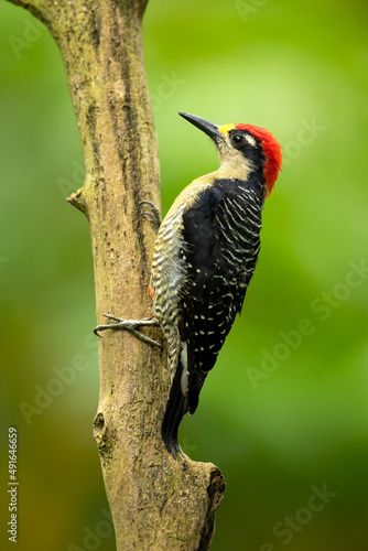 he black-cheeked woodpecker (Melanerpes pucherani) is a resident breeding bird from southeastern Mexico south to western Ecuador. 