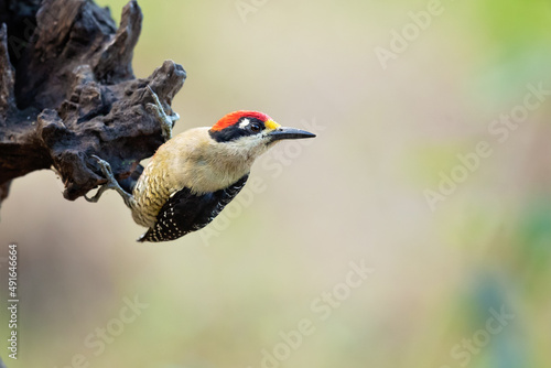 he black-cheeked woodpecker (Melanerpes pucherani) is a resident breeding bird from southeastern Mexico south to western Ecuador. 