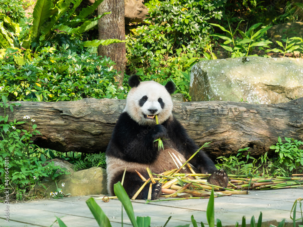 Fototapeta premium Panda eats bamboo in the zoo