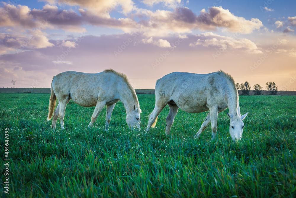 Horses at sunset in the prairie fields of Golega, Ribatejo - Portugal. Lusitan horses breed Horses at sunset in the prairie fields of Golega, Ribatejo - Portugal. Lusitan horses breed
