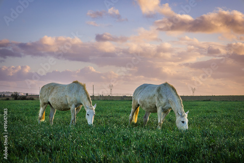 Horses at sunset in the prairie fields of Golega, Ribatejo - Portugal. Lusitan horses breed photo