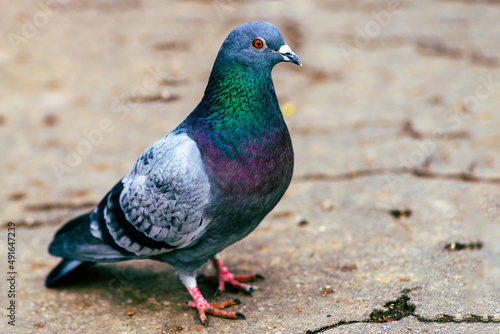 Dove- A pigeon bird sitting on the land, . full body, green, purple, black, white © Victoria Moloman