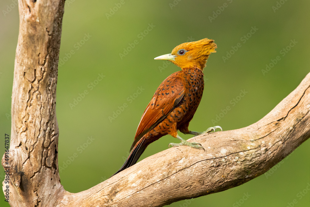 Obraz premium The chestnut-colored woodpecker (Celeus castaneus) is a species of bird in the family Picidae. It is found in Belize, Costa Rica, Guatemala, Honduras, Mexico, Nicaragua, and Panama. 