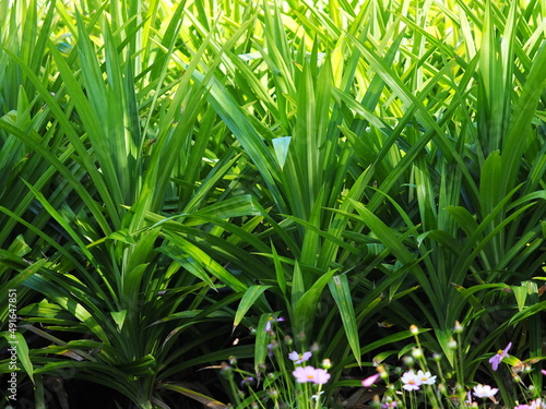 A clump of bright green Fragrant pandan or wangi planted in the backyard. It is popularly used as an ingredient of desserts or dried and brewed like tea. Scientific name: Pandanus amaryllifolius Roxb. photo