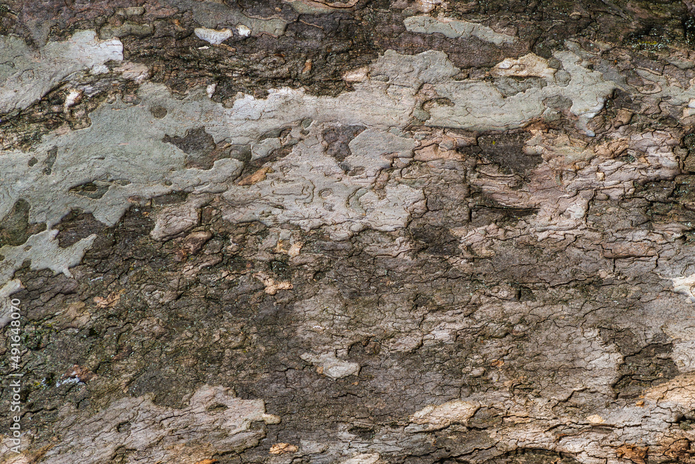 Close up view of a river birch tree trunk with its beautiful rugged bark,  background or texture
