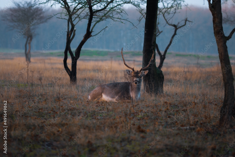 Naklejka premium deer in the woods