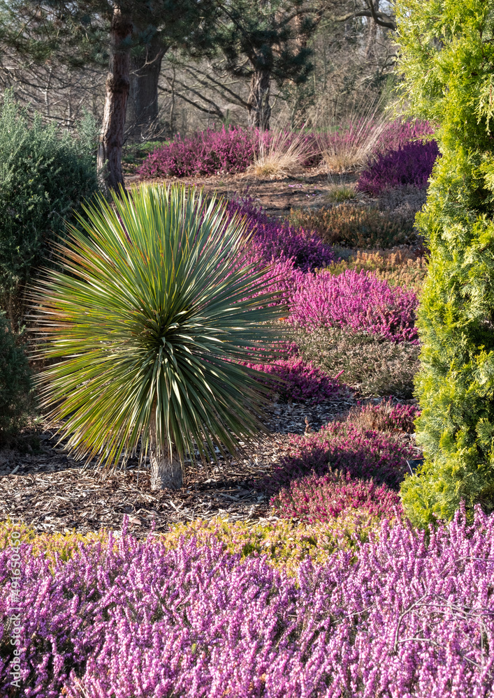 Obraz premium Colourful calluna vulgaris low flowering heather flowers, with small Cordyline palm tree. Photographed in garden in Wisley UK.