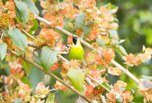 Leafbird