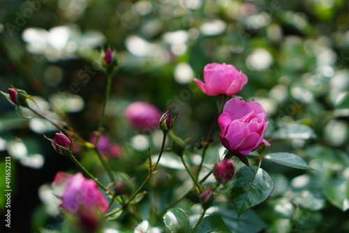 pink roses grow on a bush