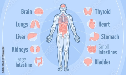 Human body anatomy flat vector illustration stomach bladder photo