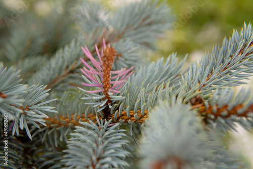 close up of pine needles